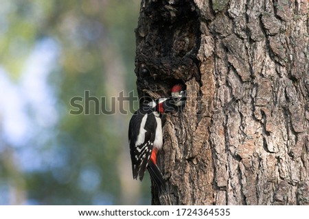 Great Spotted Woodpecker Feeding Chicks Royalty-Free Stock Photo #1724364535