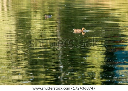two ducks swimming in the pond 