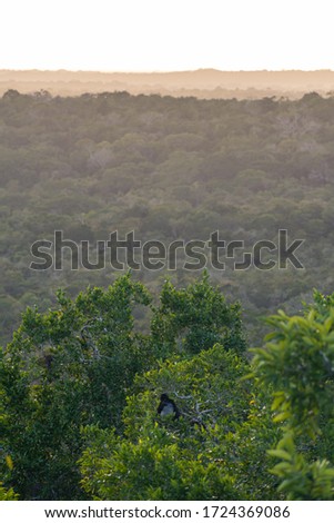 View from the top of a Mayan pyramid in El Mirador National Park in Northern Guatemala at sunset. There is a monkey eating in one of the jungle's trees. 