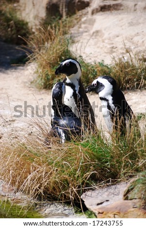 Pinguin family