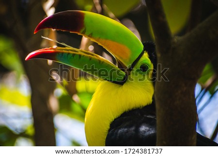 Beautiful, colorful toucan perched on a branch in the jungle on a warm, sunny day. 