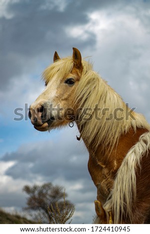 handsome horse with yellow hair on a partly cloudy weather background