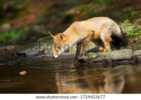 A young red fox (Vulpes vulpes) sneaks near water after a prey in a forest while observing a cone floating on the surface. The fox is reflected on the surface of a forest creek.