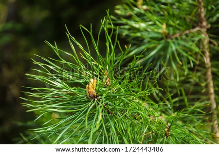 Young cones on a pine branch with long needles