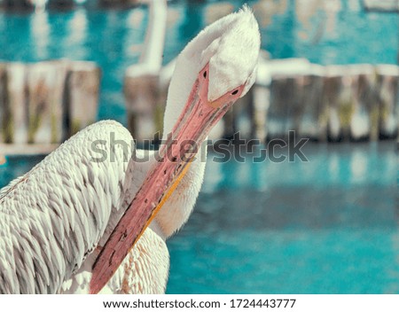 pink pelican cleans feathers on the blue lake