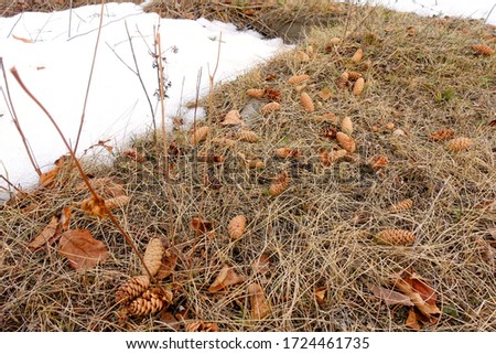 Fir cones lie on thawed snow from the thaw, in the pine needles and dry grass, there is still snow around. Spring forest background. Christmas tree cones on the ground. The natural background