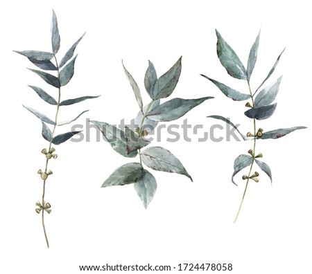 Beautiful stock illustration with watercolor hand drawn laurel plant set.