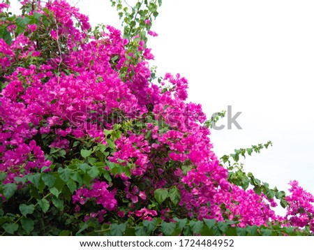 Pink bougainvillea flower, Bougainvillea is a thorny ornamental vines Royalty-Free Stock Photo #1724484952