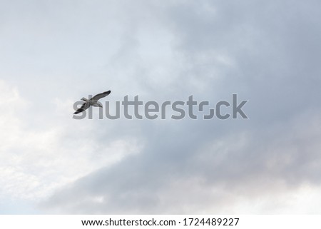 Seagull in the sky in cloudy weather against a cloudy sky.