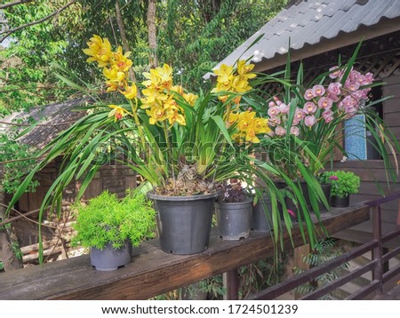 Bouquet of bright yellow orchids Soft focus background