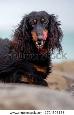 Long-haired Dachshund by the sea