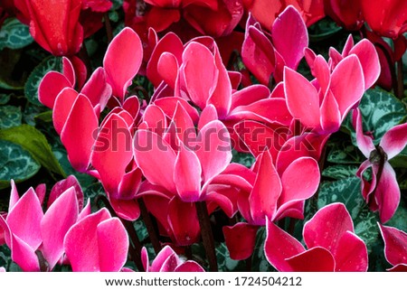 Pink cyclamen flowers with green leaves in a flowerbed. Pink flower field. Pink flower background. Macro photography.