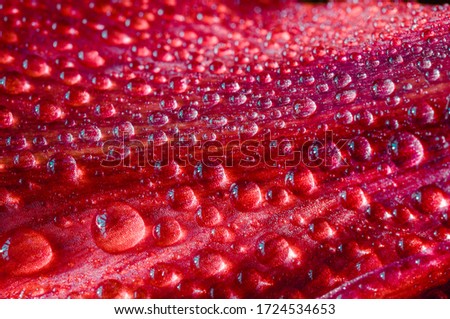  red flower in macro drops
