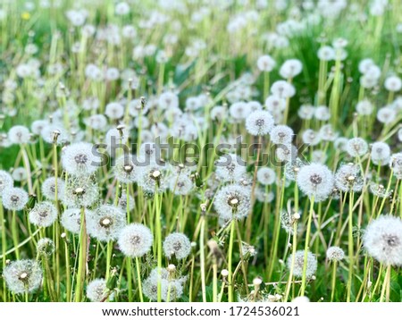 White dandelions. Photo Nature plant fluffy dandelions. Blooming white dandelion flowers on the background of grass. Spring. World Environment Day. 