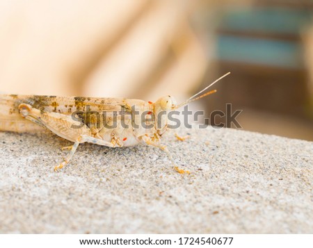 A  large desert locust sitting on a wall with blurred background.
