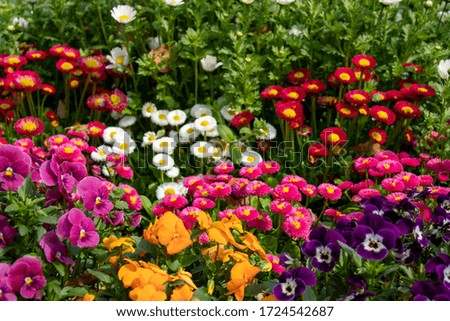 Flowerbed with pansies, daisies and margarets