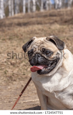 Portrait of a pug with his tongue hanging out against a blurred forest. Brown leash. Copy space. Vertical.