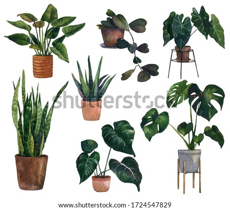 Watercolor tropical houseplant clip art,Digital monstera leaves,Hoya plants,ficus,aloe vera,palm,boho Home Plants,house interior trendy decor isolated on white background