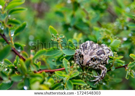 European common brown frog sits in green leaves on branch of tree after rain. Rana temporaria close up image. 