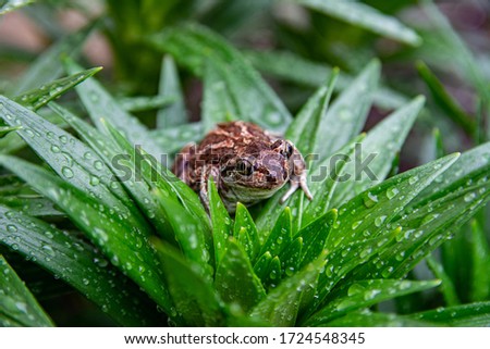 European common brown frog sits in green grass after rain. Rana temporaria close up image. 