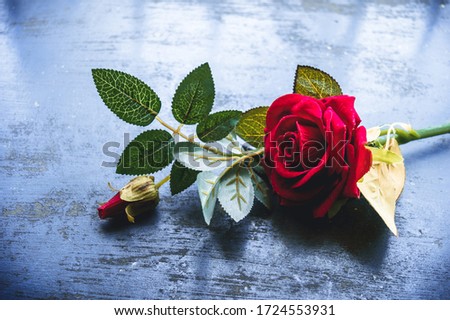 Red rose flower on rustic floor. Nature still life love romantic background theme. Wallpaper web banner design decoration for friendship and valentine’s day. Copy space room for text for massage.