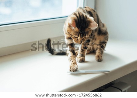 Cute golden bengal kitty cat sitting on the windowsill and playing with a pen.