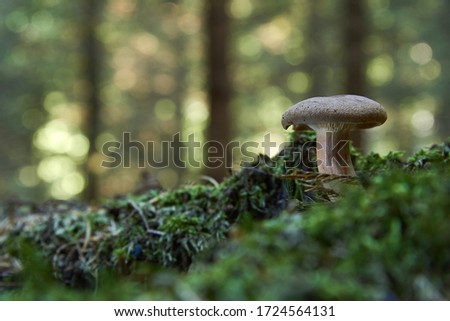 Brown Roll Rim, Poison Pax or Common Roll Rim (Paxillus involutus) poisonous mushroom