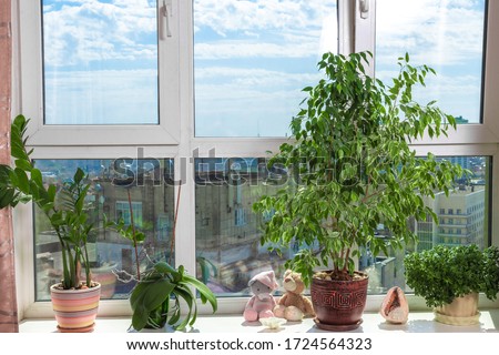 The stylish interior of home garden on the window sill, blue sky in the window