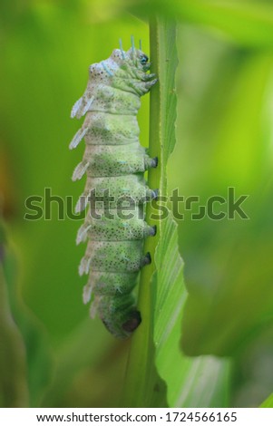 Atlas Moth Caterpillar stick to the leaves. This caterpillar is a species of butterfly (Attacus atlas).