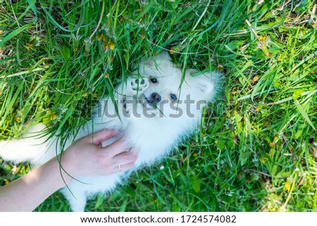 Hand of a woman is petting white Spitz Puppy