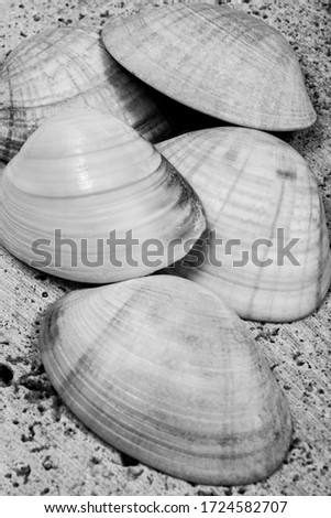 A nice black and white picture of calico clam shells.