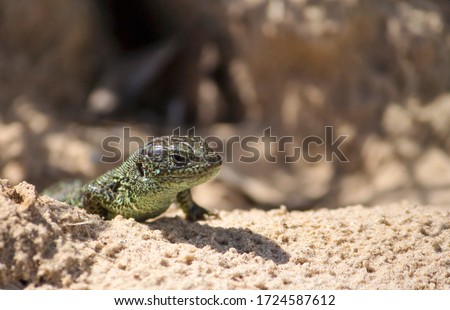 a nimble lizard that lives in Russia, the male is not far from its burrow