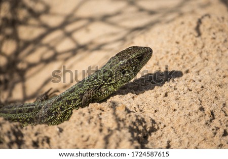 sand lizard can be found in Russia, male