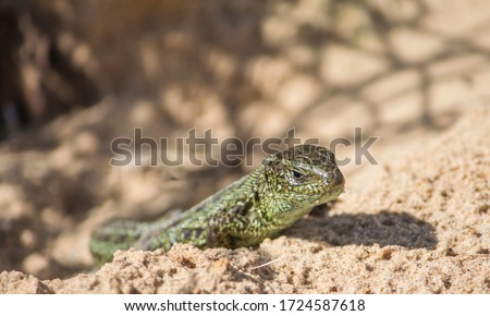 a nimble lizard on the sand that lives in Russia, the male is not far from his burrow