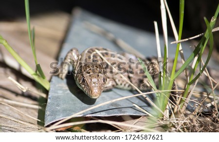 agile lizard basking in the sun on a piece of iron, living in Russia, female