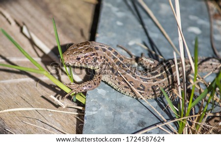 nimble lizard, basking in the sun, living in Russia, female