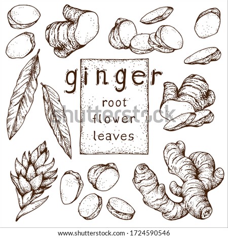 Vector flower, leaves, root of ginger. Hand-drawn sketches. Engraving style. Isolated objects on a transparent background. Vintage illustrations for menu design, packaging, advertising, and website. Royalty-Free Stock Photo #1724590546