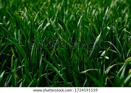 Close-up picture of vivid light green grass. Beautiful field landscape. Countryside village rural natural background at sunny weather in spring summer. Nature protection concept. Ecological issues.