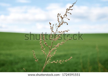 Close-up picture of dry yellow grass on green field with light blue sky and white clouds. Countryside village rural natural background at sunny weather in spring summer. Nature protection concept.