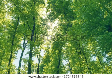 Green and healthy forest an important part of our ecosystem. Afforestation for better future. Royalty-Free Stock Photo #1724593843