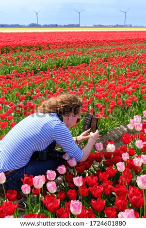 Young woman is taking photo with smart phone in colorful red and pink tulip field, system camera around her neck.