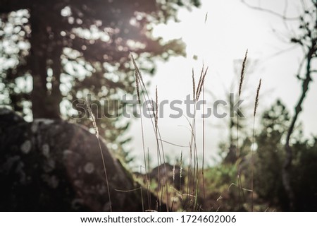 photo of the wild forest in summer and autumn