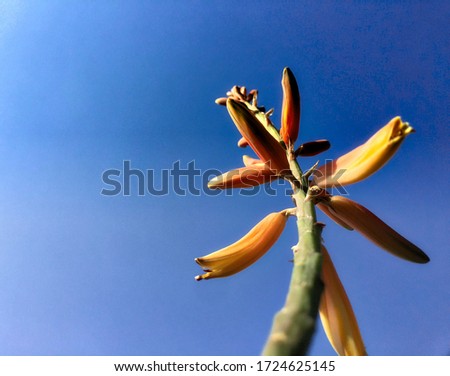 aloe vera flower close up- deep sky, aloe flower with beautiful sky background, healthy aloe plant flower