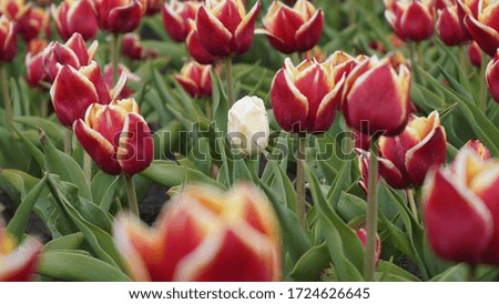 Plantation of blooming tulips. Beds with tulips on the field.