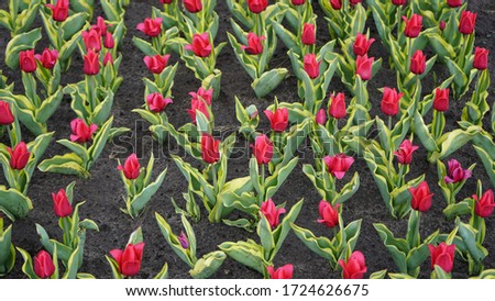 Plantation of blooming tulips. Beds with tulips on the field.