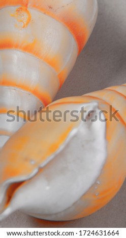 A close shot of orange horse conch seashells with a black and white edit theme.