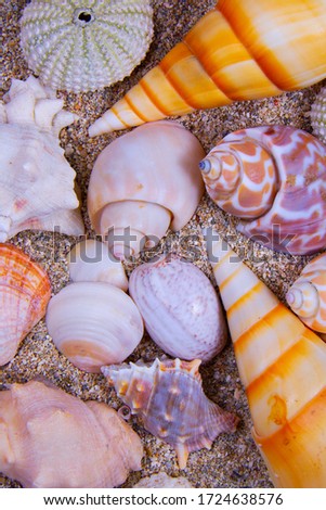 Different types of colorful seashells in one picture: horse conch, king’s crown, sea urchin, line’s paw, etc. 