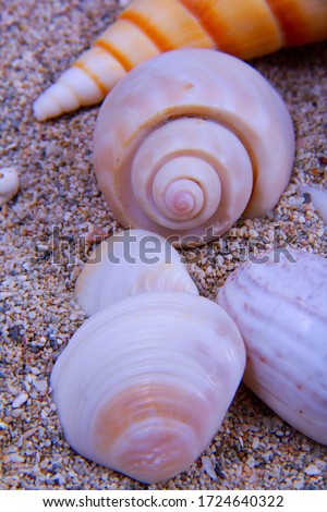 A picture with theme of sea of some clams and alphabet seashells on sand.
