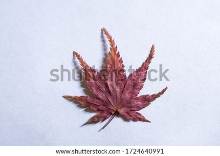 Close up image.Dry leaves on the white background.