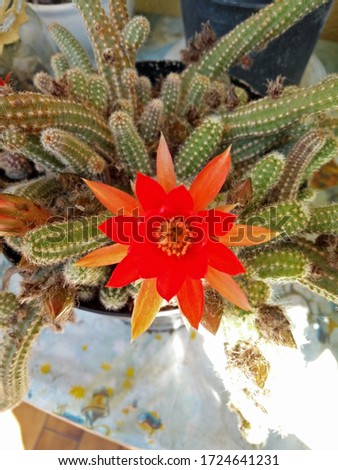a closeup pic of a red blooming cactus plant flower in a garden in springtime